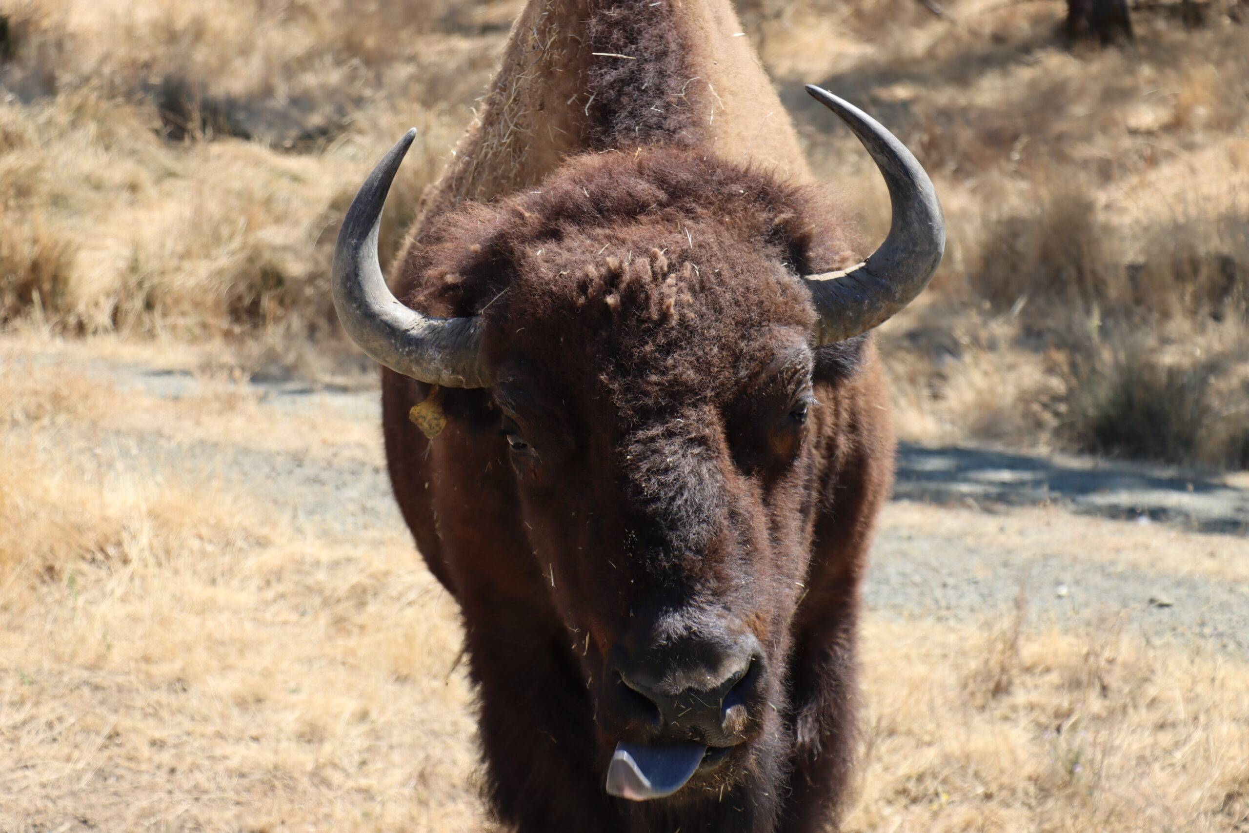 Bison with tongue sticking out.