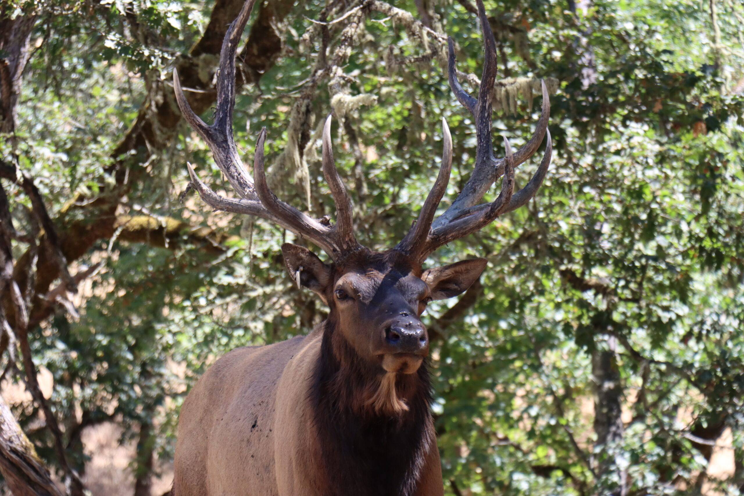 Closeup of a grown male Elk.