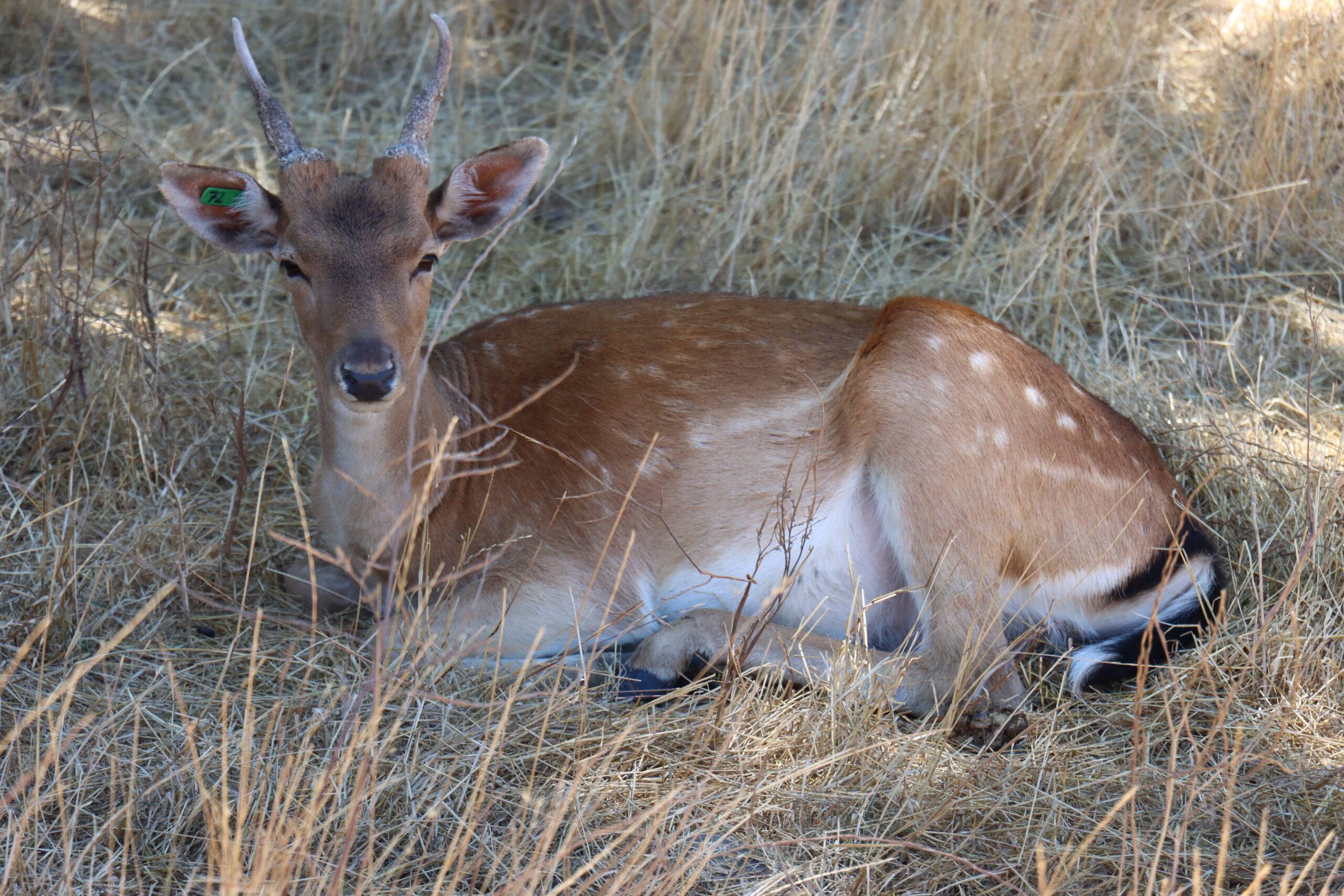 A Fallow Deer laying in the grass.