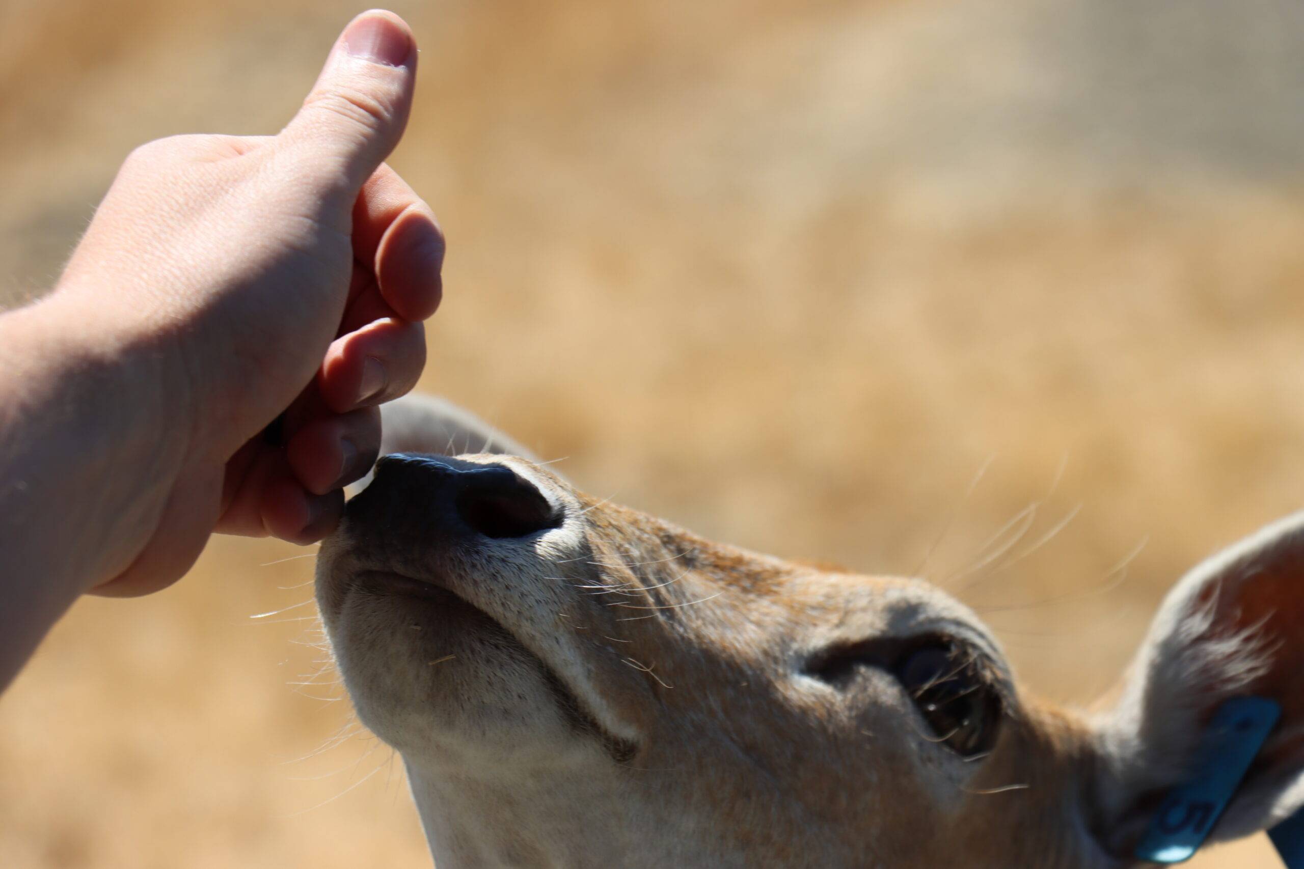 A hand touching the nose of an animal.