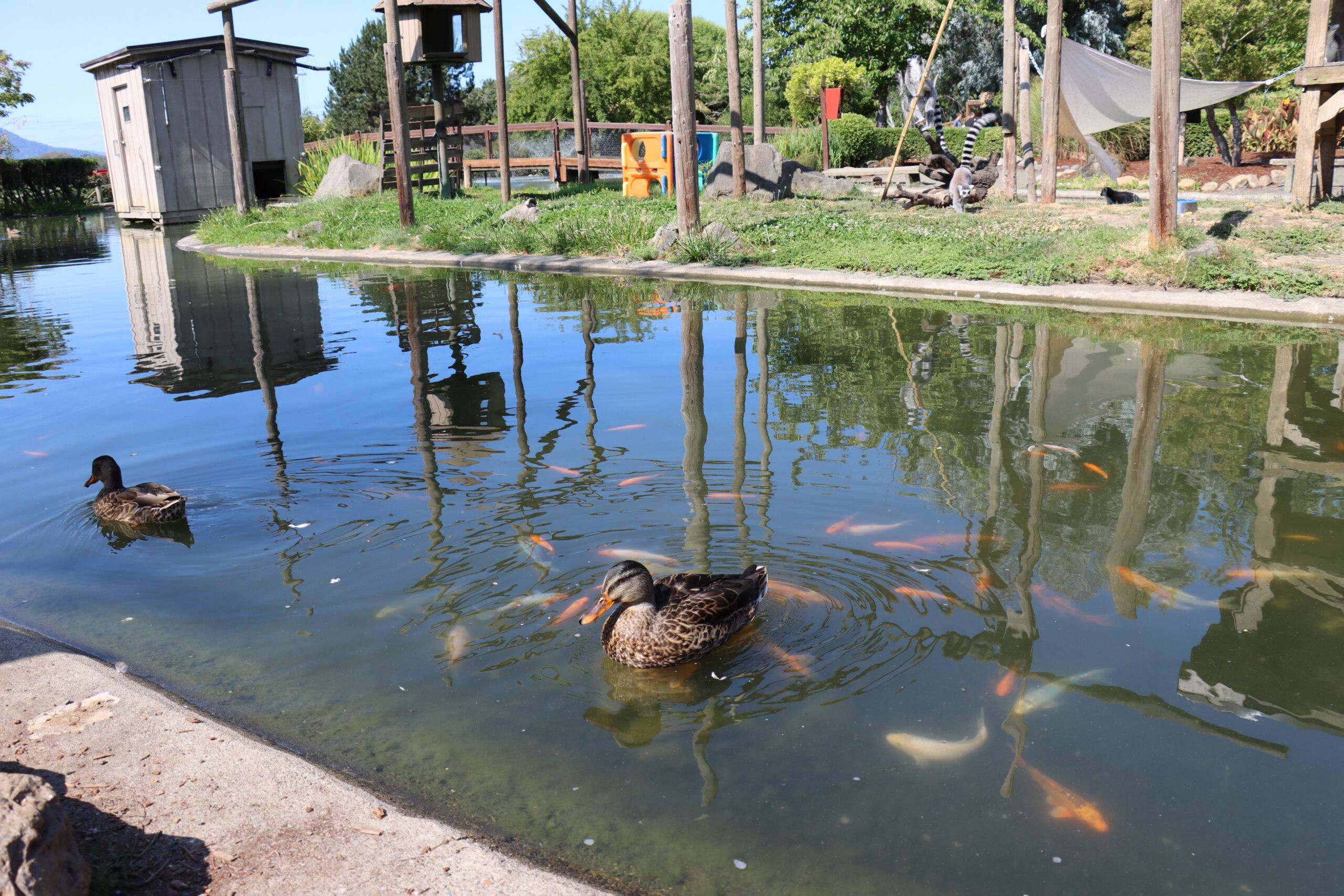 Ducks swimming in a moat around some goldfish.