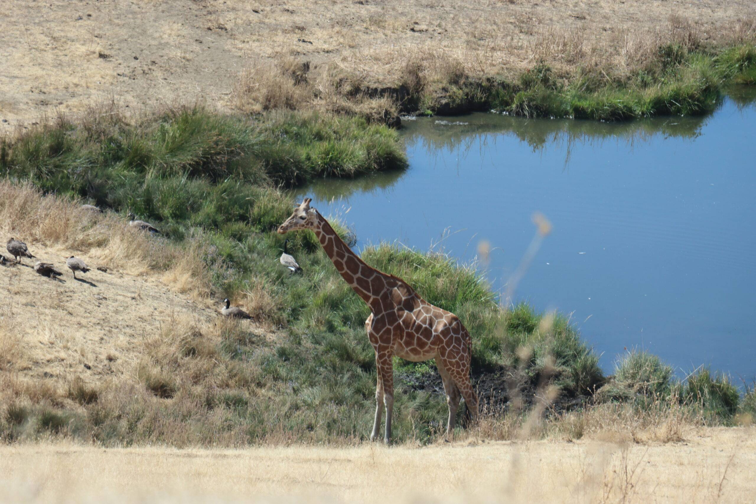 Giraffe standing in a field by a pond.