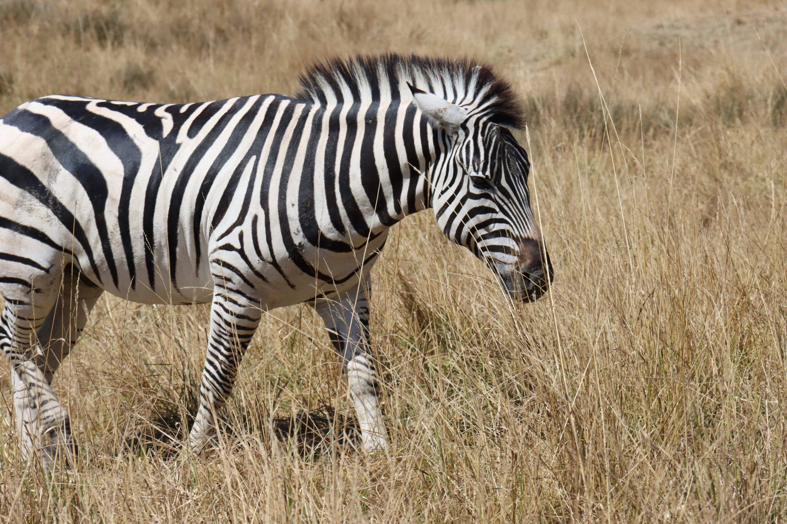 Zebra walking through the grass.